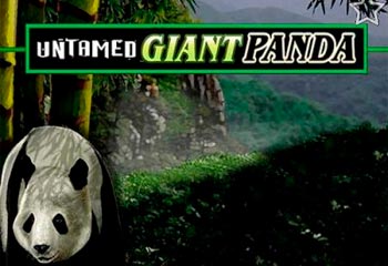 Untamed Giant Panda